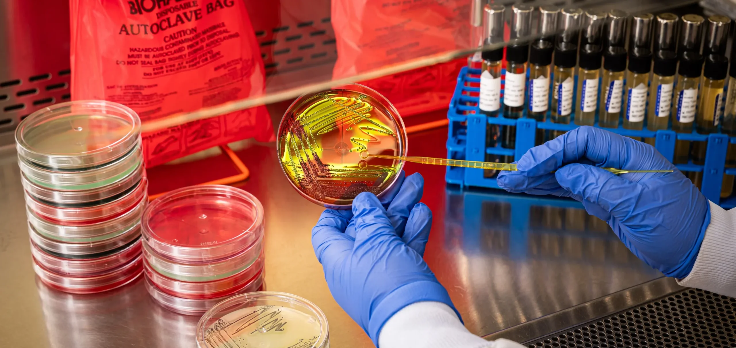 Laboratory technician using a sterile tool to examine bacterial cultures in a petri dish alongside test tubes and prepared culture plates.
