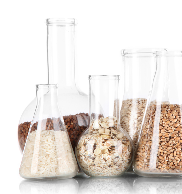 Glass laboratory flasks filled with rice, wheat, oats, and other grains isolated on a white background.